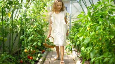 可爱的女孩收获黄瓜西红柿温室